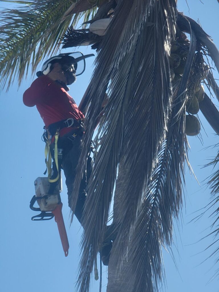 Tree-Removal-Port-Charlotte-Florida