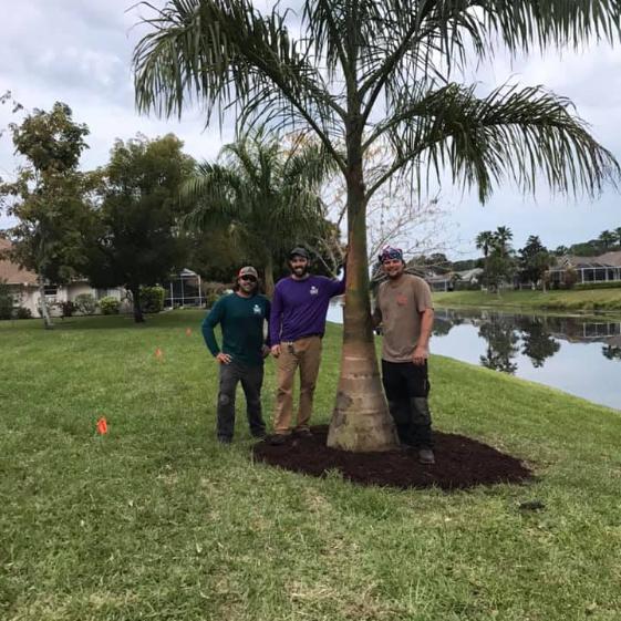 Tree-Installation-Port-Charlotte-Florida